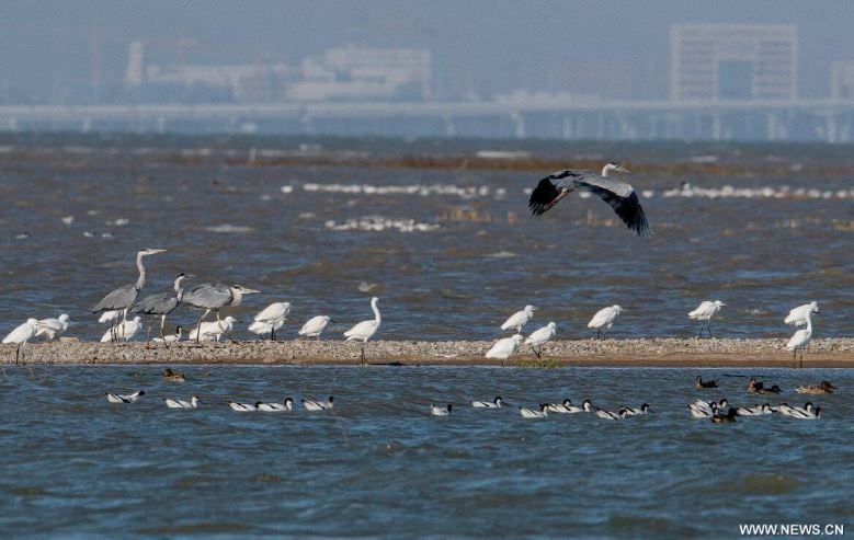 رحلة الطيور المهاجرة تصل الصين للاستمتاع بفصل الشتاء (4)