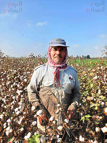 علاء-حسن-الصافى-من-مزراعى-القطن علاء-حسن-الصافى-من-مزراعى-القطن