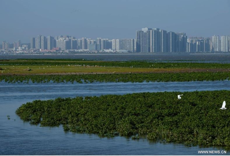 رحلة الطيور المهاجرة تصل الصين للاستمتاع بفصل الشتاء (2)