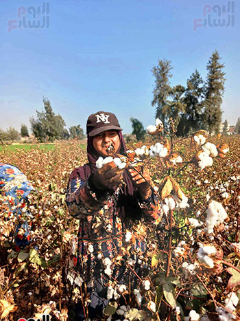 الذهب-الأبيض--فى-غيطان-الشرقية الذهب-الأبيض--فى-غيطان-الشرقية