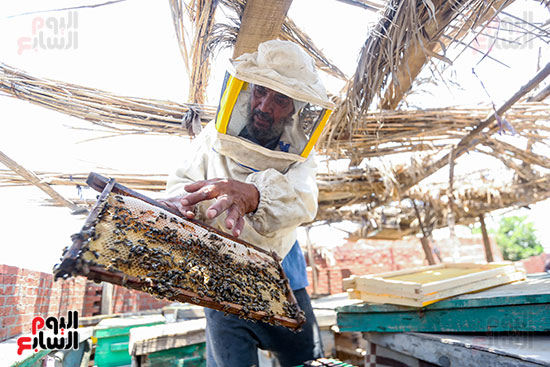 احد عمال المناحل يقوم بحصاد العسل فى قرية اللشت بمركز العياط جيزة احد عمال المناحل يقوم بحصاد العسل فى قرية اللشت بمركز العياط جيزة