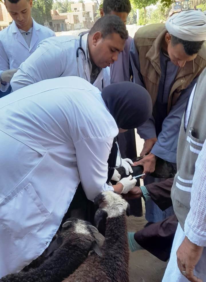 قوافل وخدمات بيطرية (5)