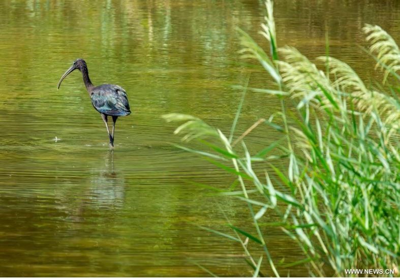 رحلة الطيور المهاجرة تصل الصين للاستمتاع بفصل الشتاء (5)