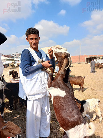 سوق-الثلاثاء-للمواشي-بالشرقية-(4)