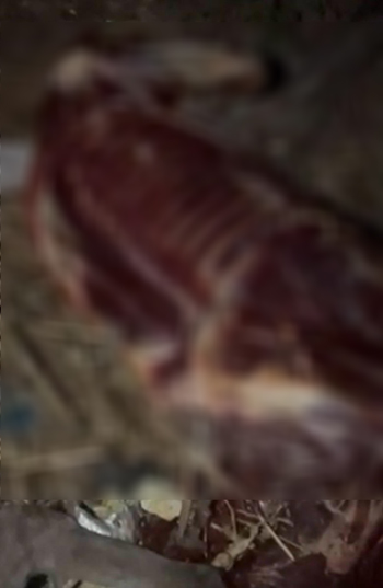 62212-الحمار-المذبوح-والمسلوخ