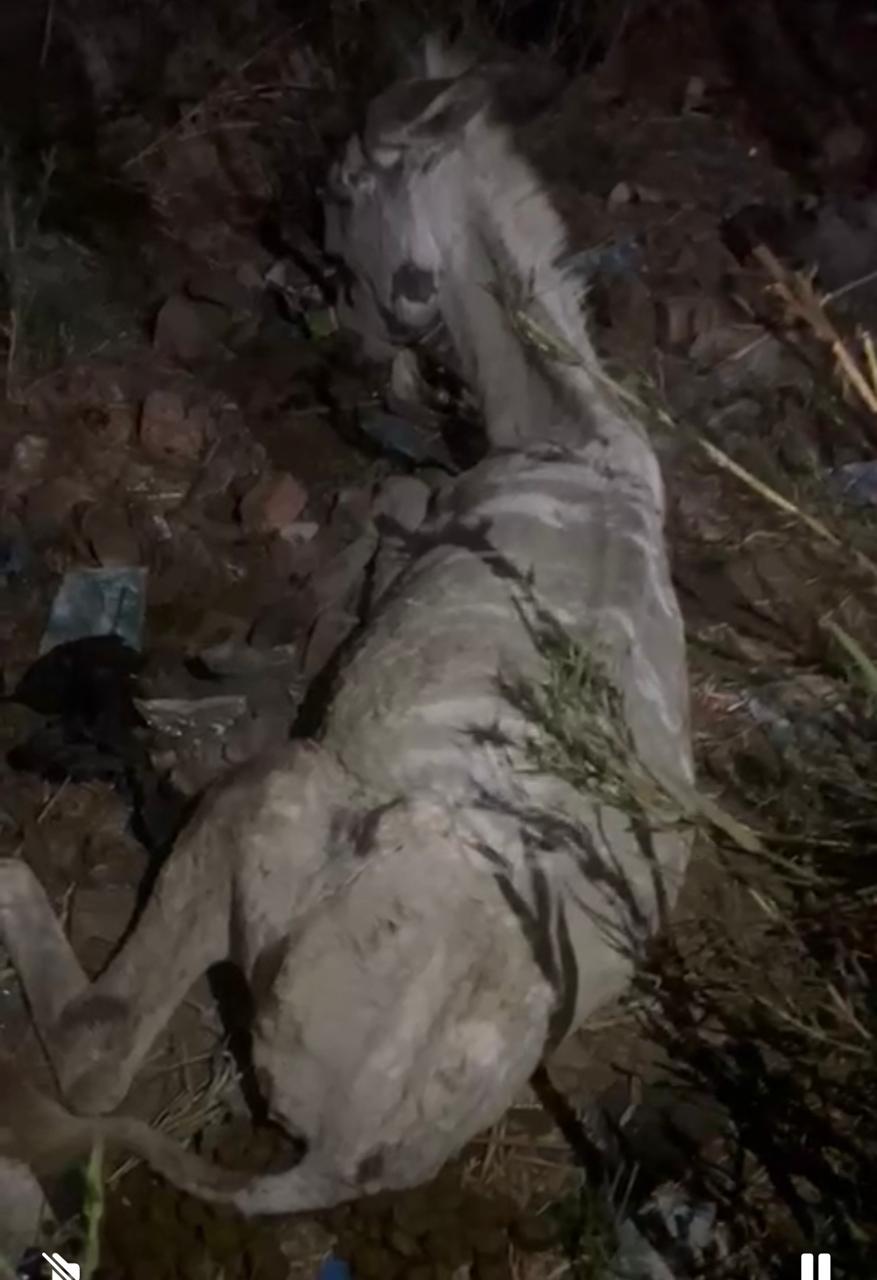 حمار قبل الذبح