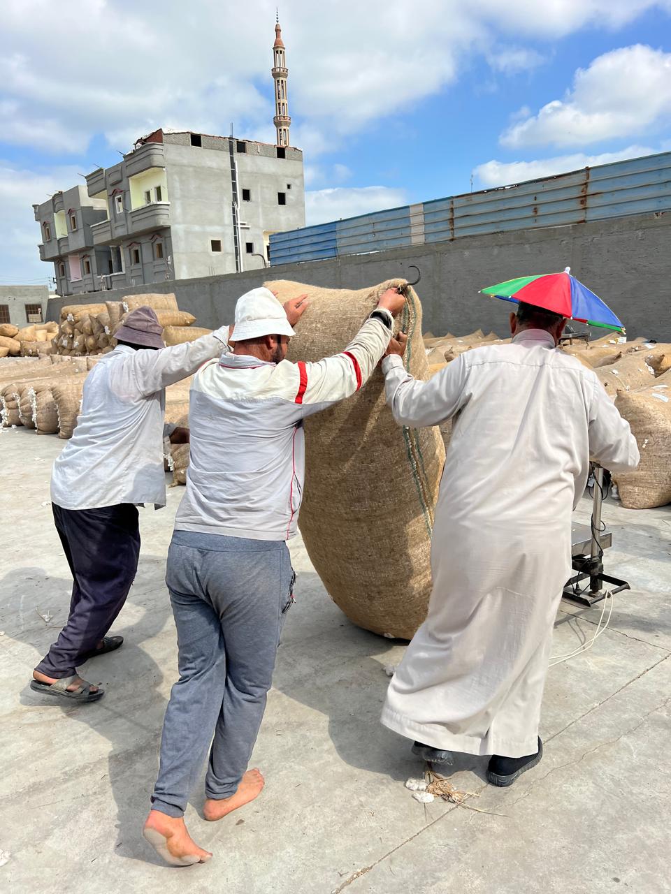 عملية وزن القطن