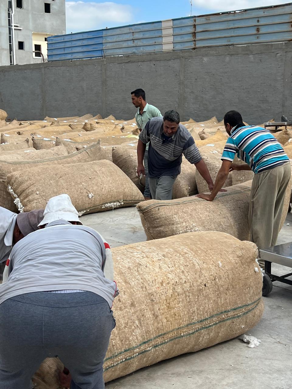 استقبال وتشوين القطن