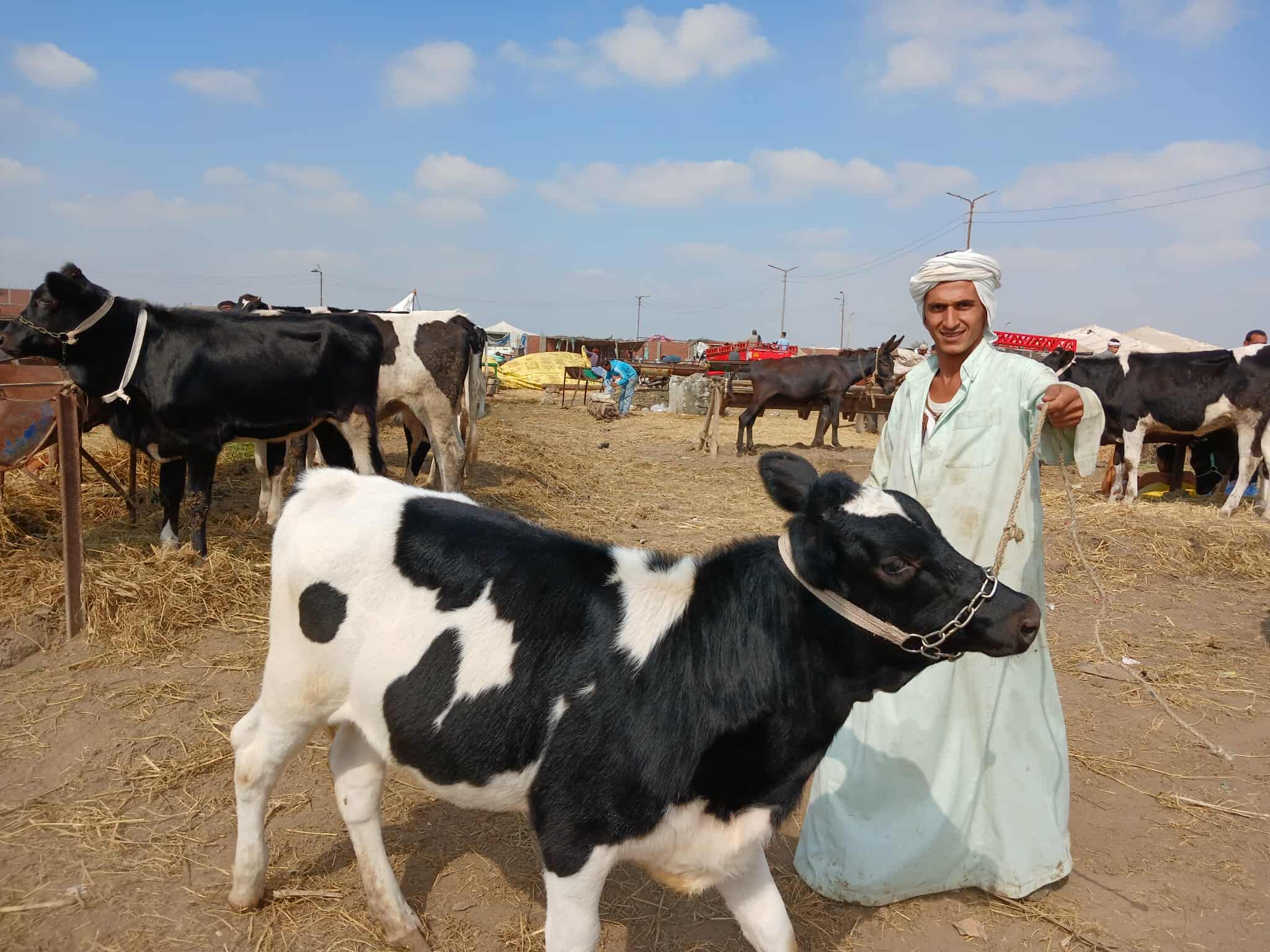 انخفاض فى اسعار الدواجن