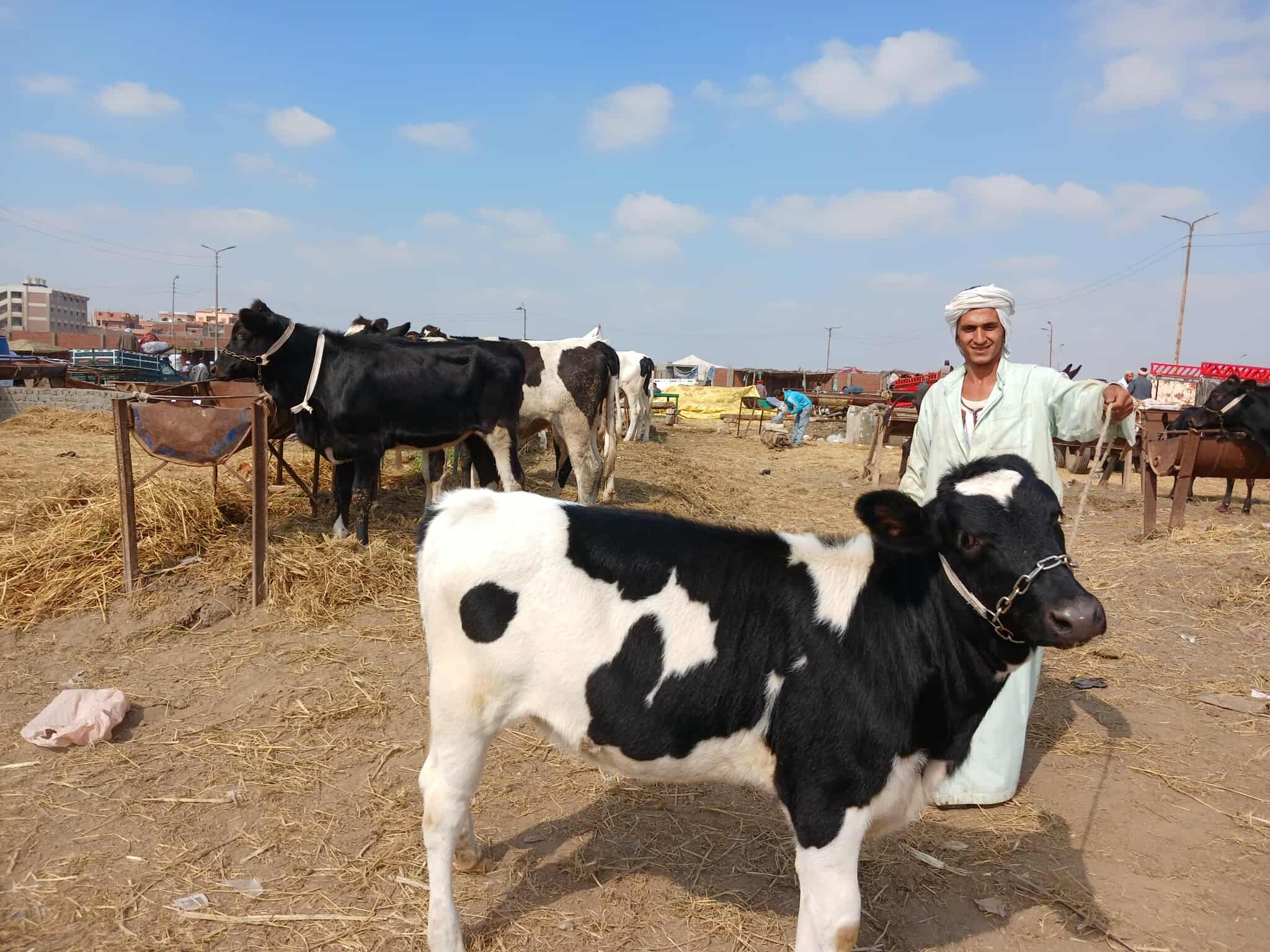 سوق المواشى بالشرقية