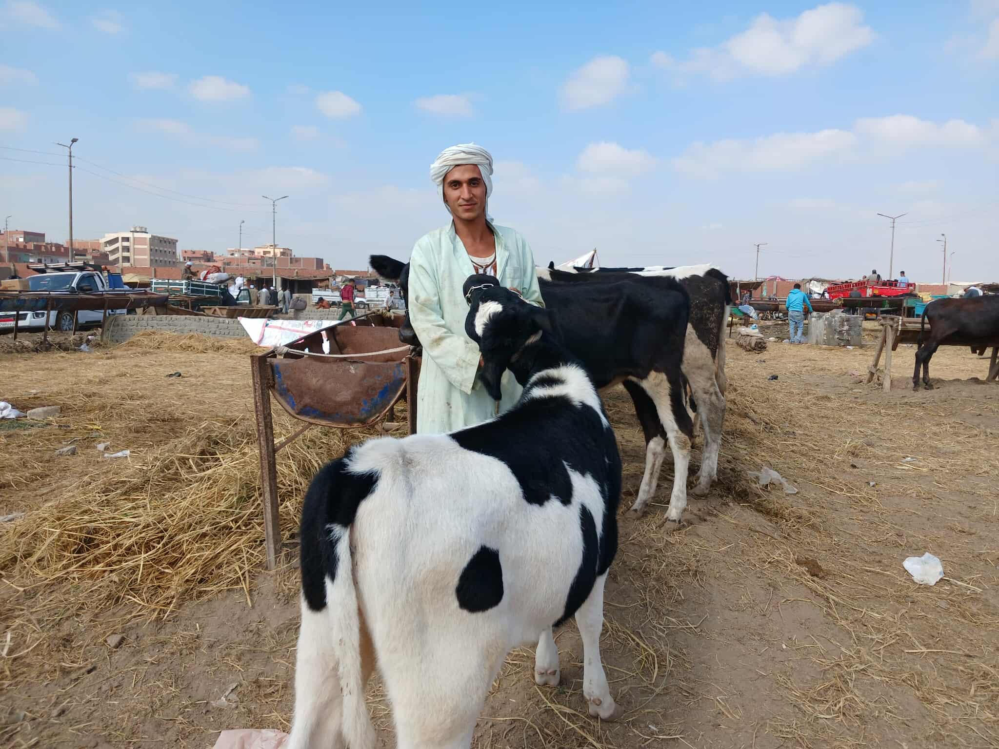 انسب وقت لشراء الابقار