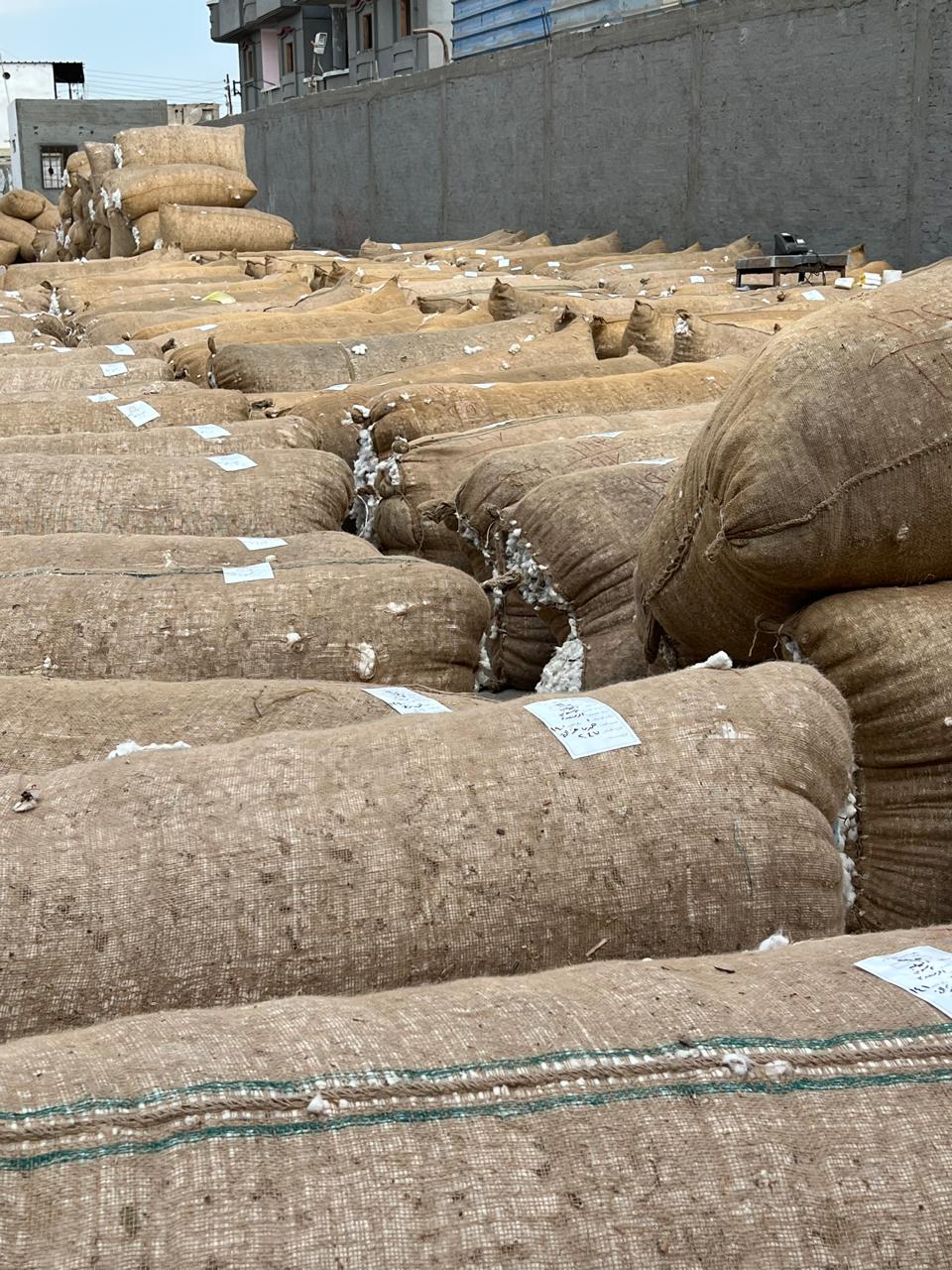 كميات القطن تصل الشون