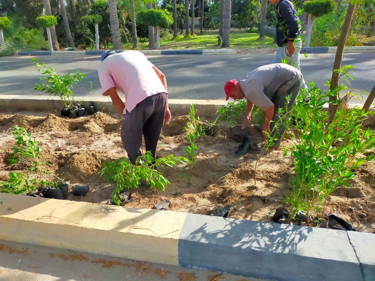 رعاية الأشجار ضمن مبادرة 100 مليون شجرة
