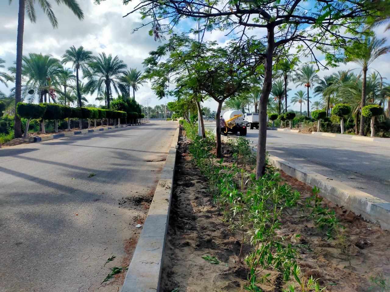 زراعة الأشجار ببلطيم