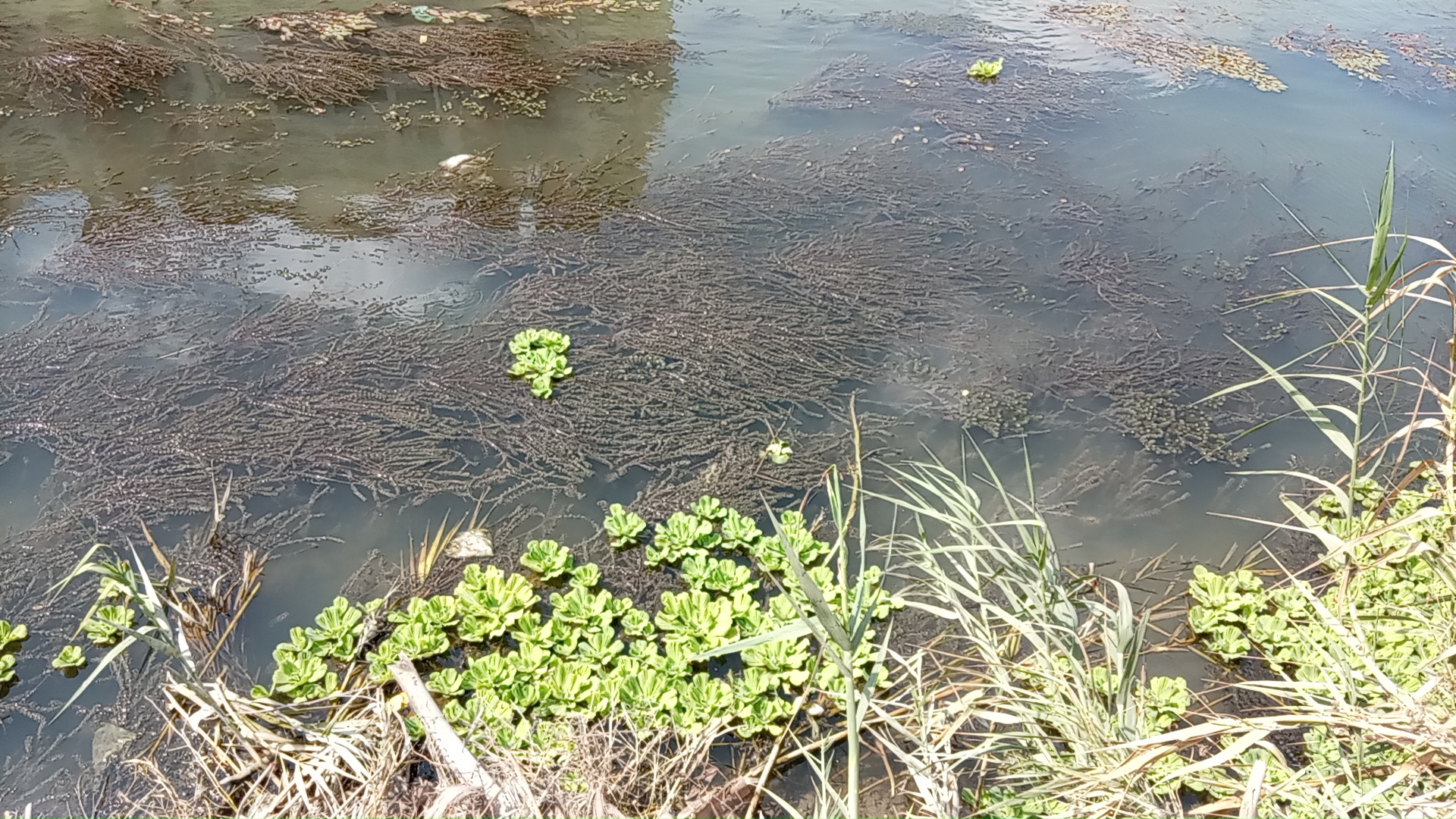 خطة لصيانة جسور نهر النيل لمواجهة فيضان النيل بالبحيرة 