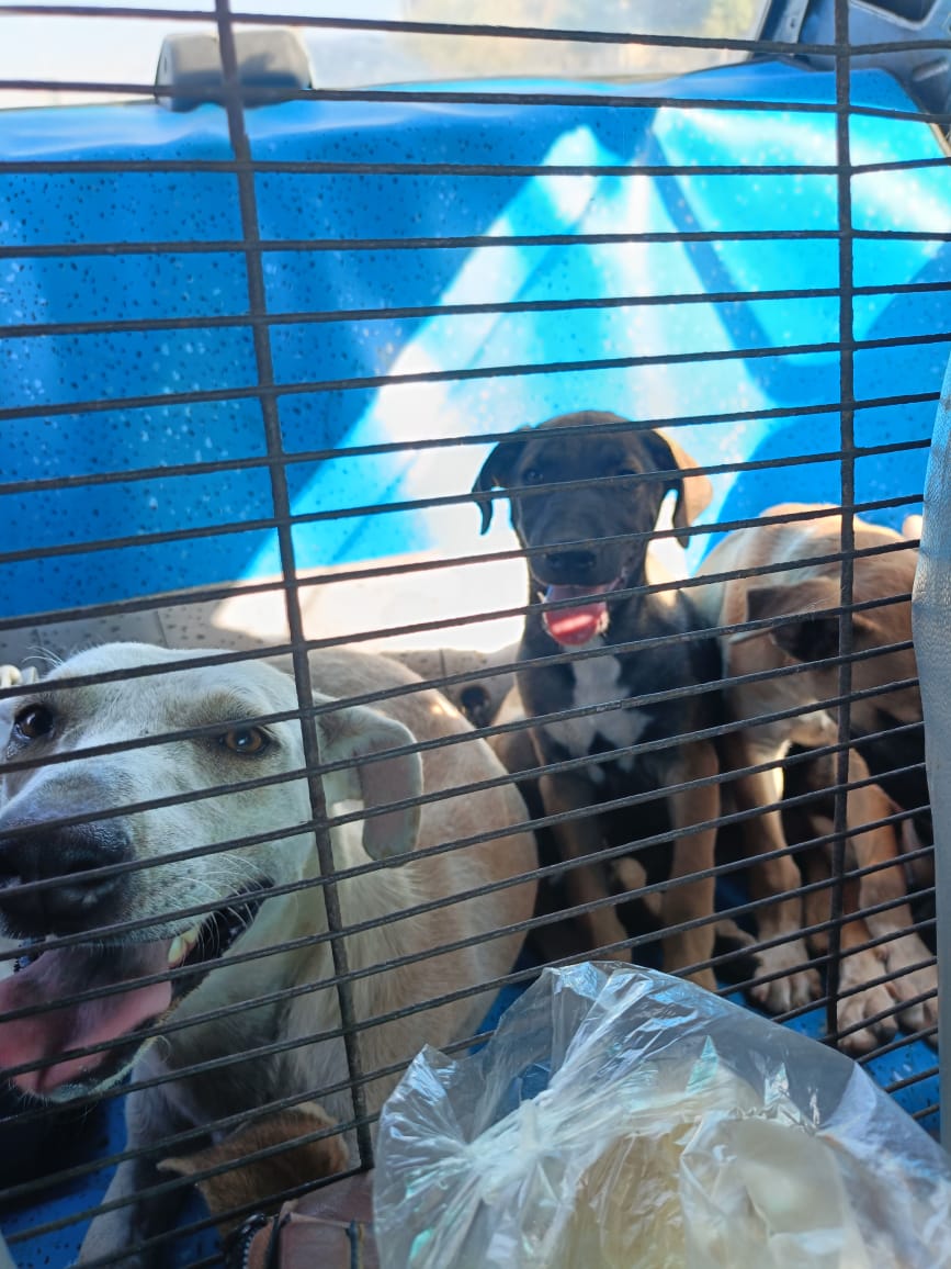 نقل الكلاب للمزرعة نقل الكلاب للمزرعة