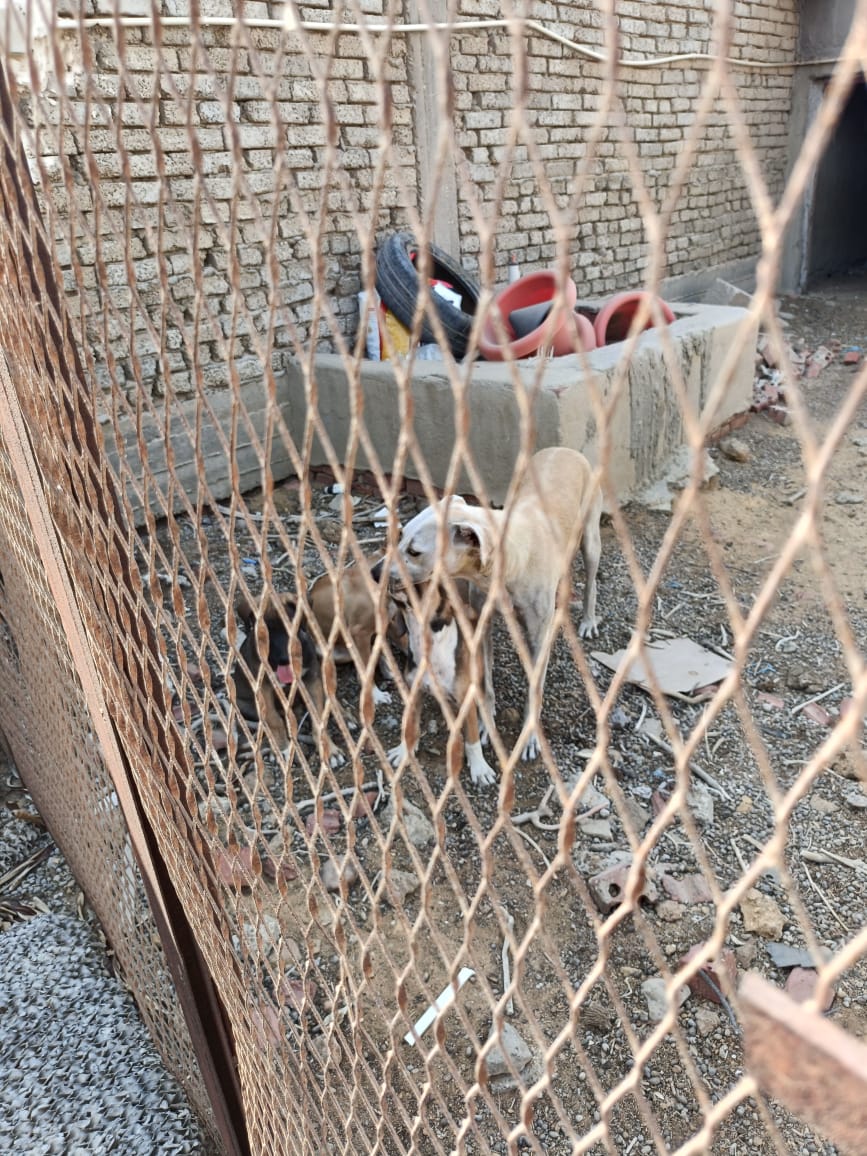 ايواء الكلاب بمنزل الأسرة ايواء الكلاب بمنزل الأسرة