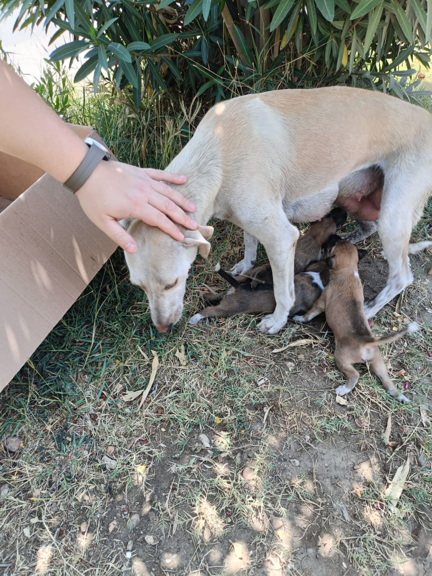 الام بعد احضار جراء بديلة الام بعد احضار جراء بديلة