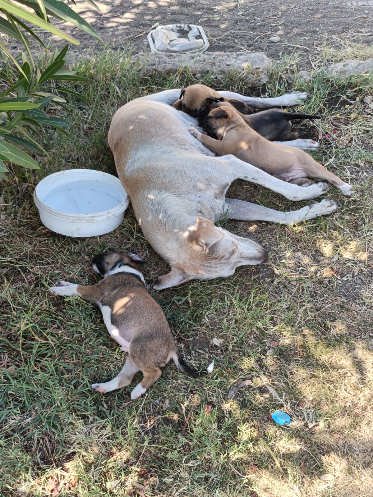 الصغار وأمهم فى حديقة المستشفى الصغار وأمهم فى حديقة المستشفى