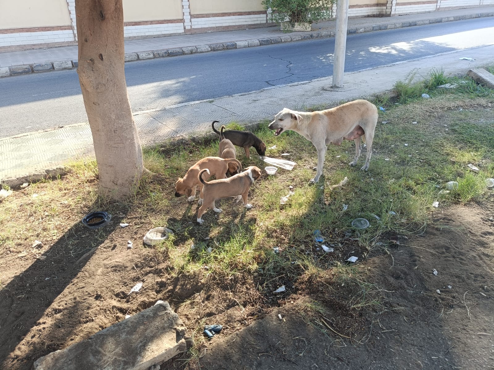 الكلاب فى الحديقة الكلاب فى الحديقة