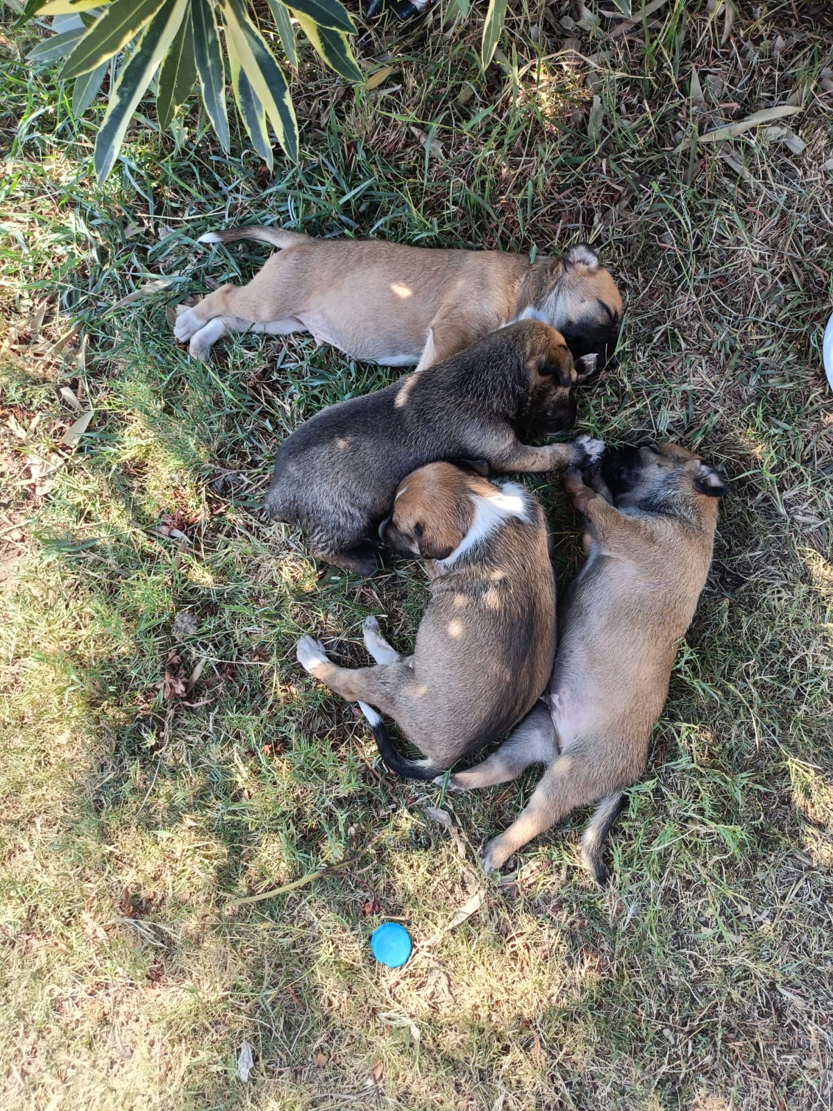 الجراء فى حديقة المستشفى الجراء فى حديقة المستشفى