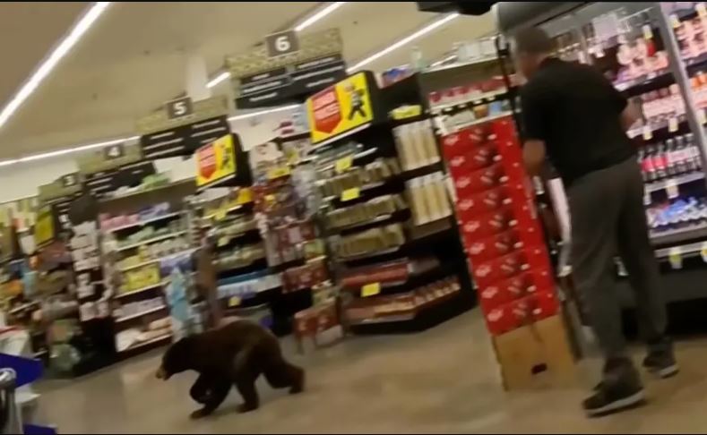 الدب في المتجر