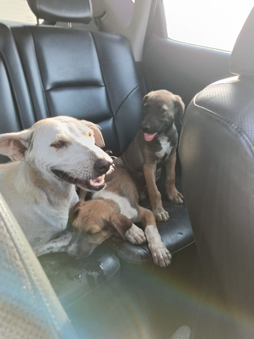 نقل الكلاب نقل الكلاب