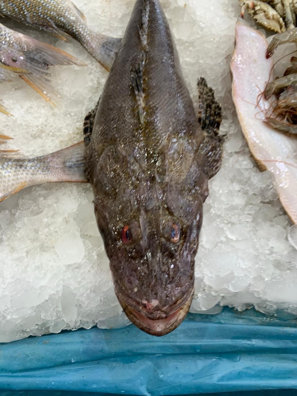 تعيش فى أعماق البحر الأحمر،