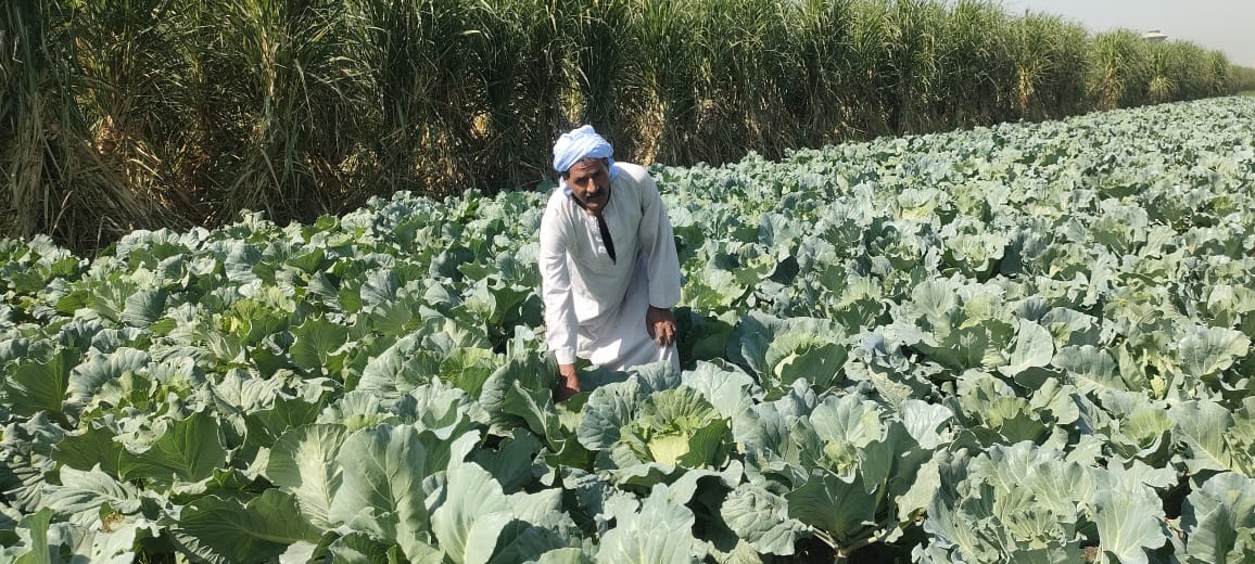 عبد الجواد مزارع كرنب من ٤٠ عام بقنا 