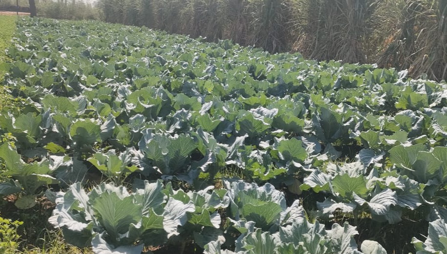 زراعة الكرنب بقنا