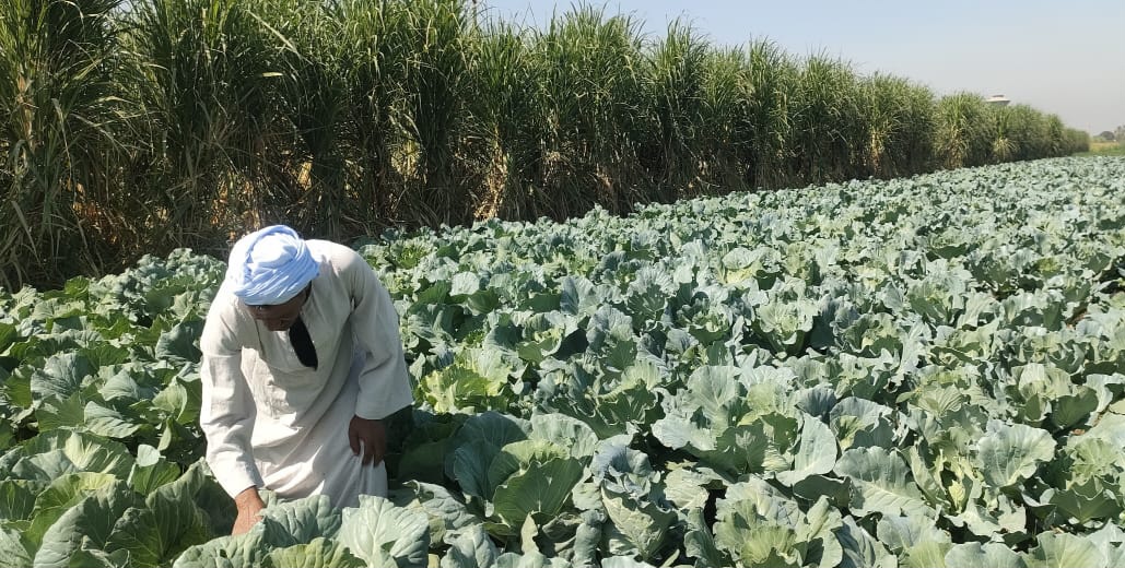 العم عبد الجواد وسط الزراعات