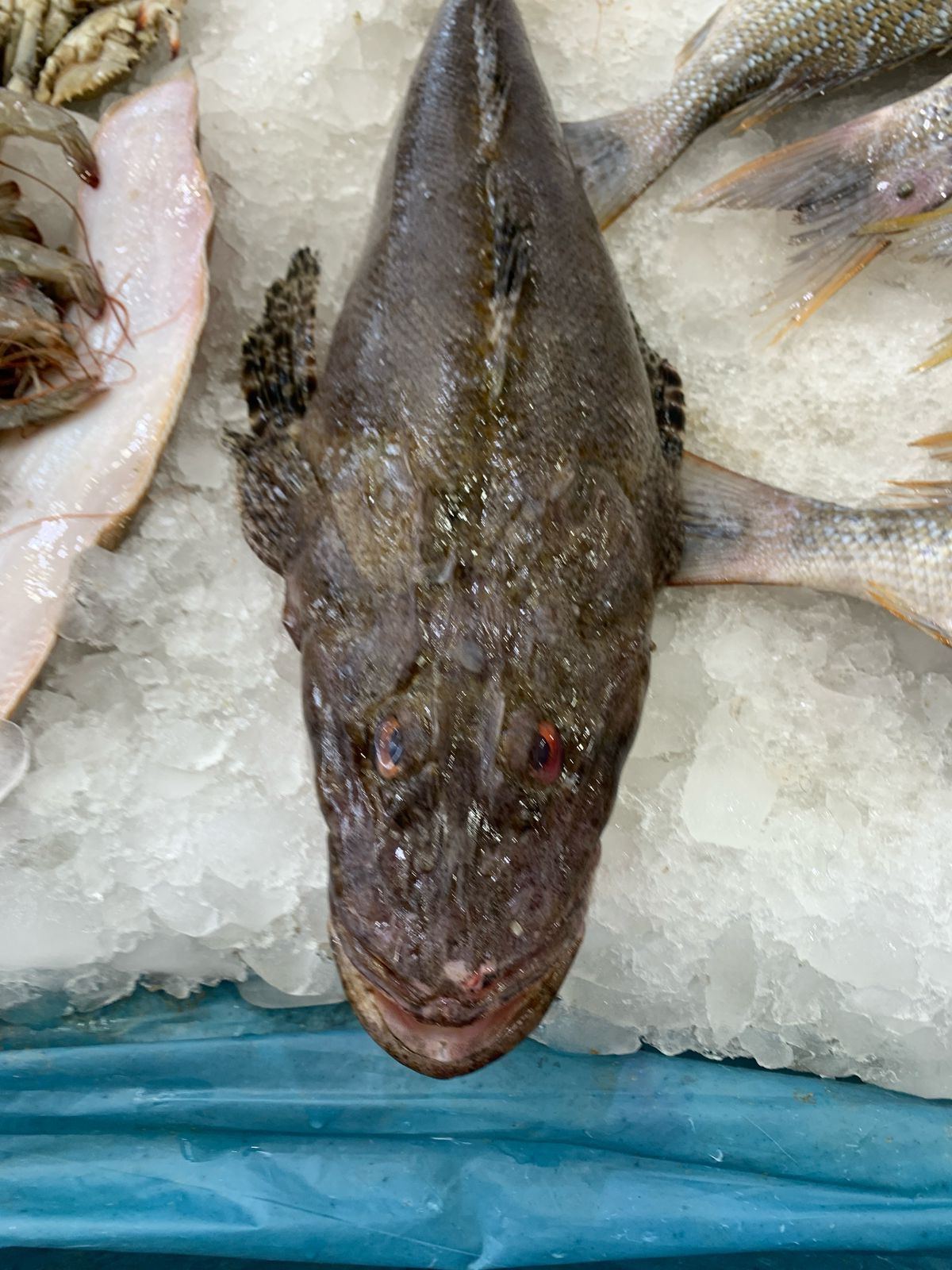 سمكة الرقاد شبيهة التمساح