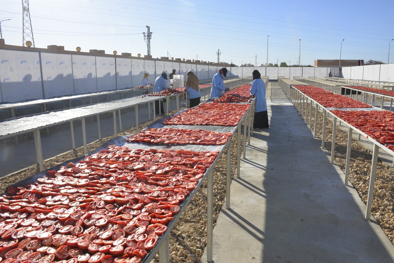 المناشر بمجمع الصناعات الغذائية والتعبئة لتجفيف الطماطم بقرية الكيمان