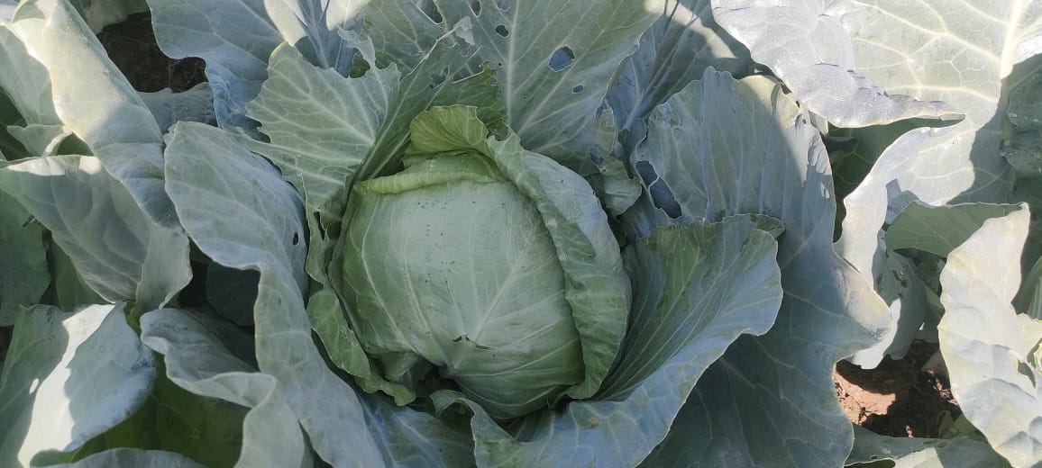 الكرنب البلدي بزراعات قنا