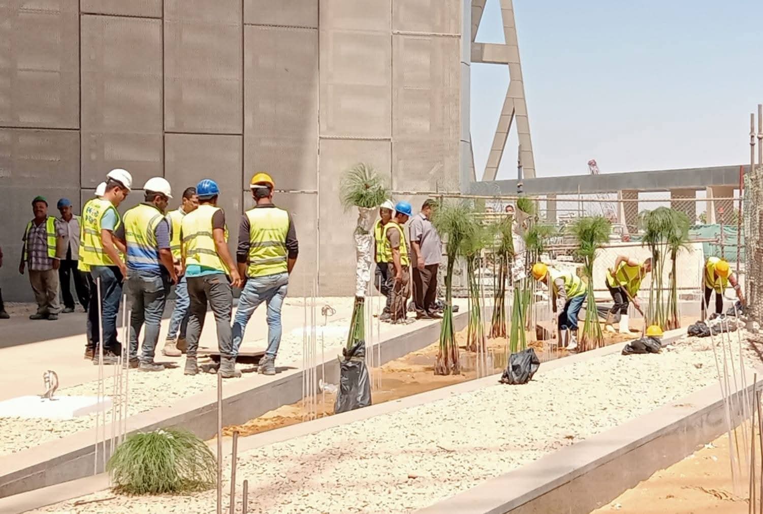 زراعة بنات البردي