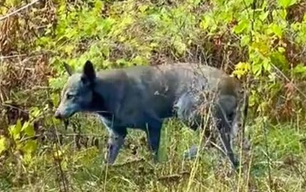 كلب يظهر عليه اللون الازرق