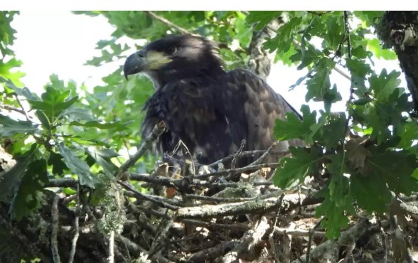 عودة النسر الاوروبى لاسبانيا 