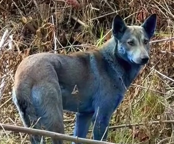 كلب أزرق في تشيرنوبلك