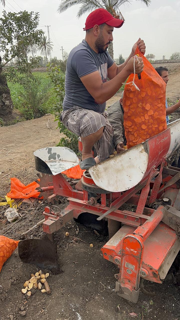 تفريغ تقاوي البطاطس في السطارة تفريغ تقاوي البطاطس في السطارة