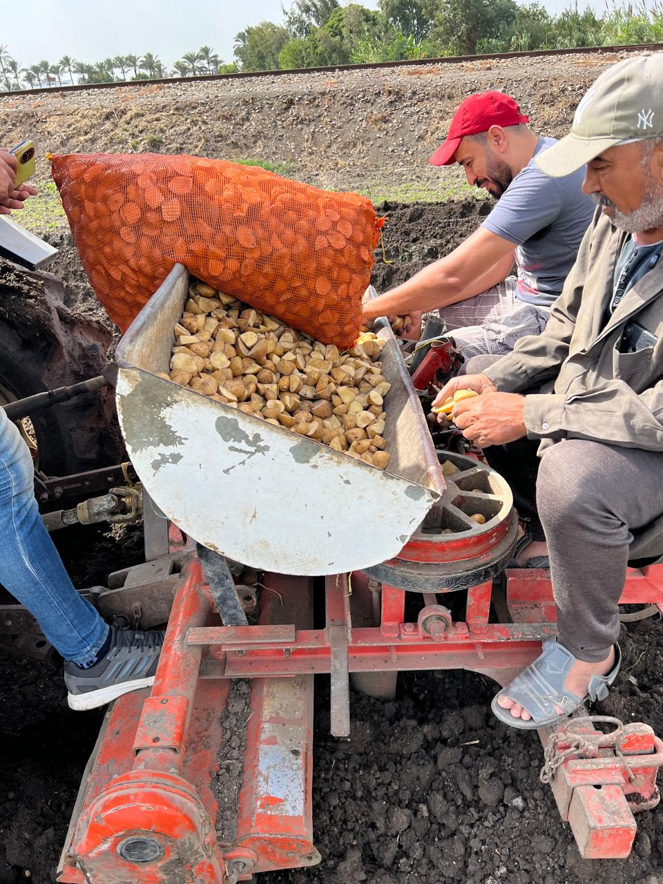 كمية من تقاوي البطاطس في وعاء السطارة كمية من تقاوي البطاطس في وعاء السطارة