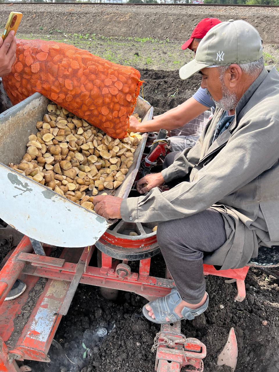 زراعة البطاطس بالسطارة في الدقهلية زراعة البطاطس بالسطارة في الدقهلية