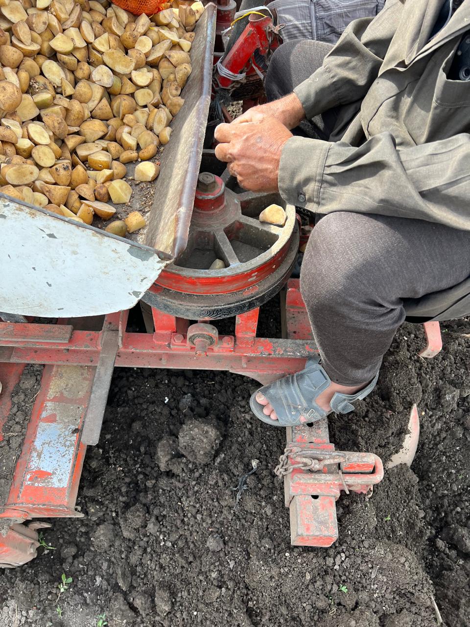 وضع التقاوي في مداخل مخصصة لها أعلي السطارة وضع التقاوي في مداخل مخصصة لها أعلي السطارة