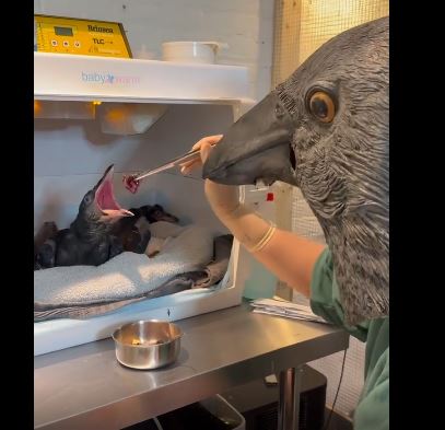 أقنعة لاطعام صغار الطيور اليتيمة