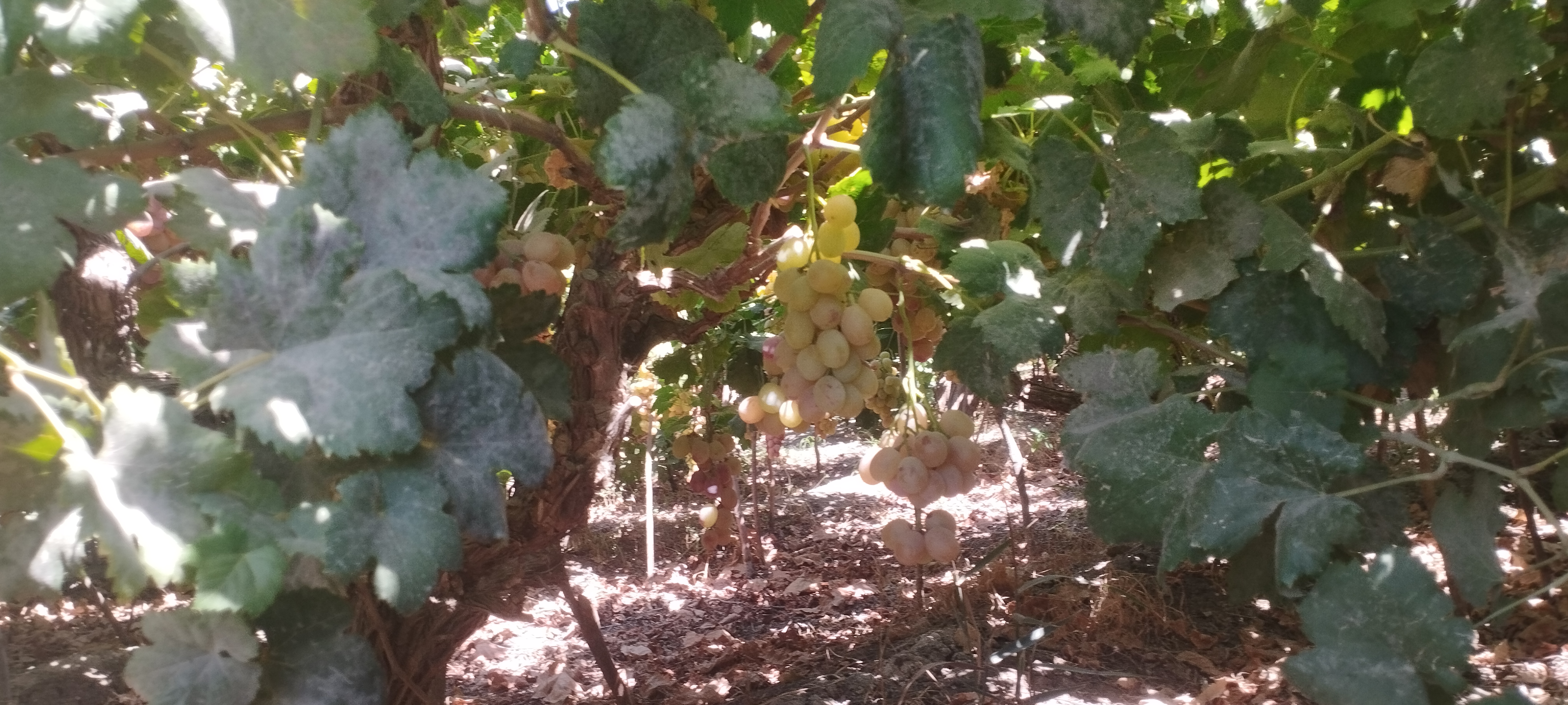 1000220243 1000220243