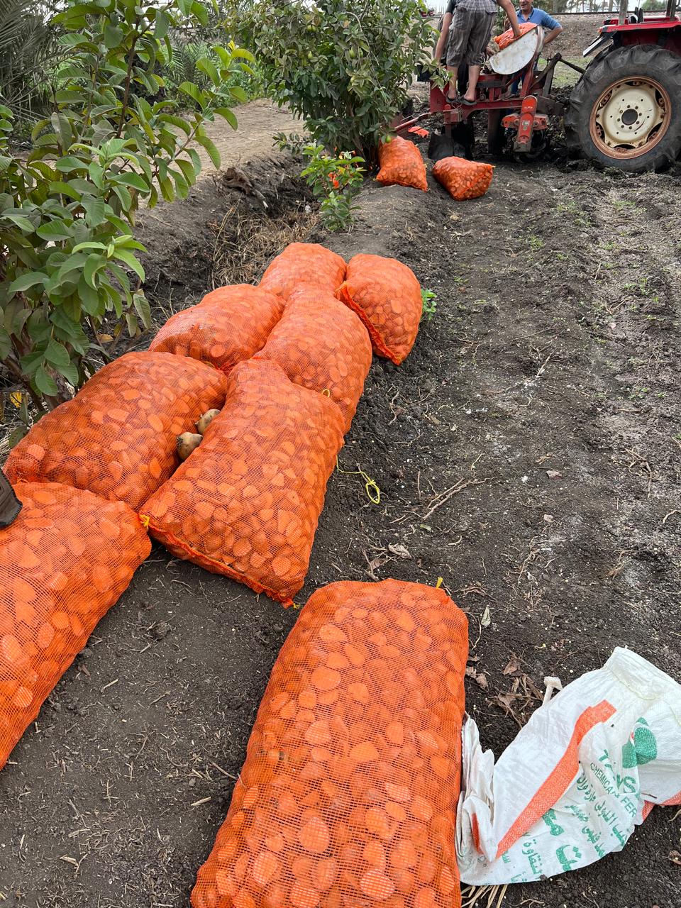 شكائر تقاوي البطاطس شكائر تقاوي البطاطس