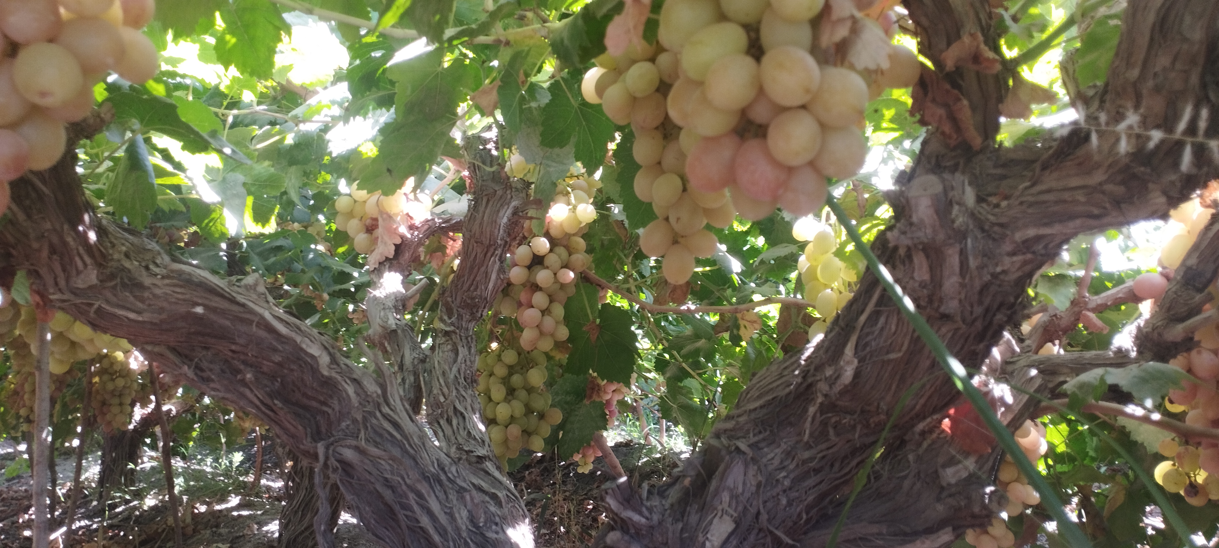 1000220418 1000220418