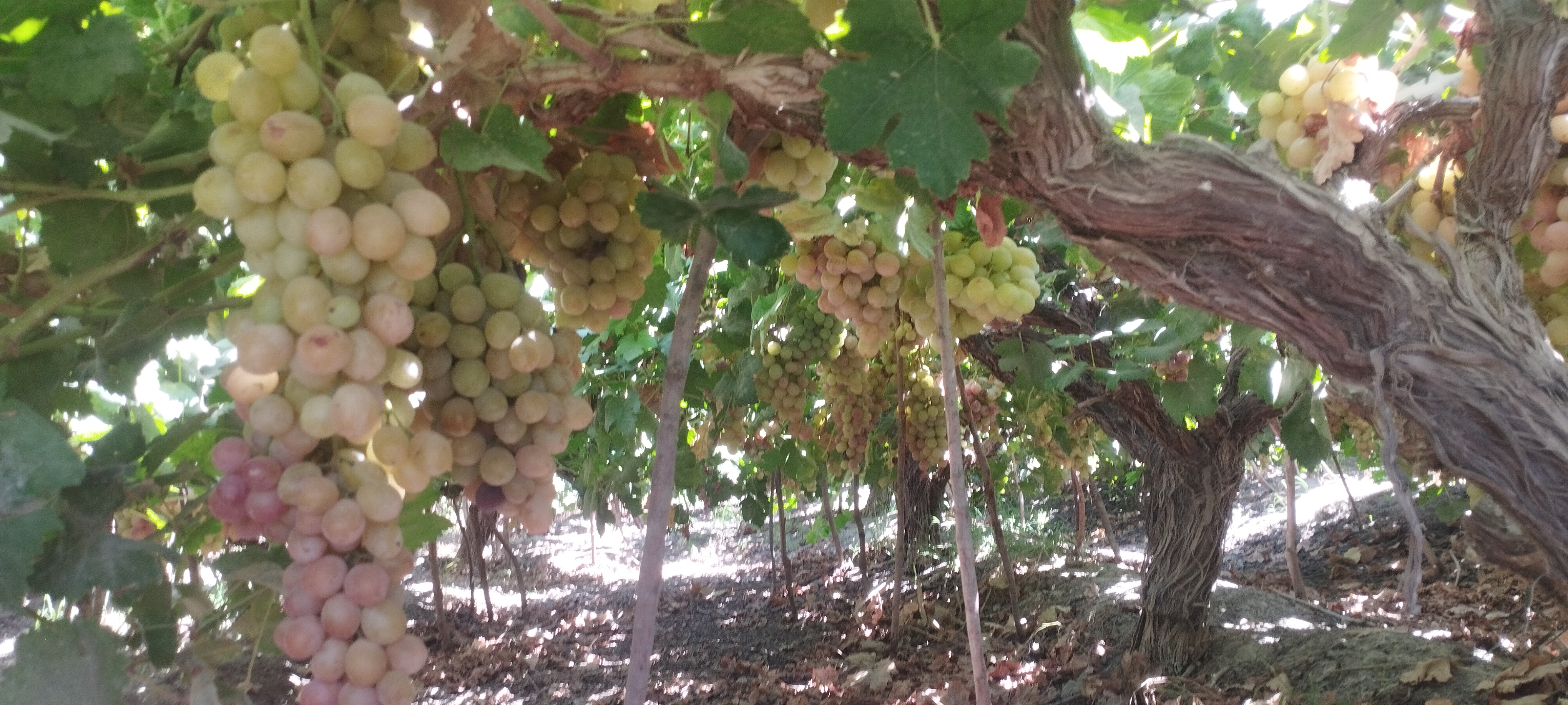 1000220244 1000220244