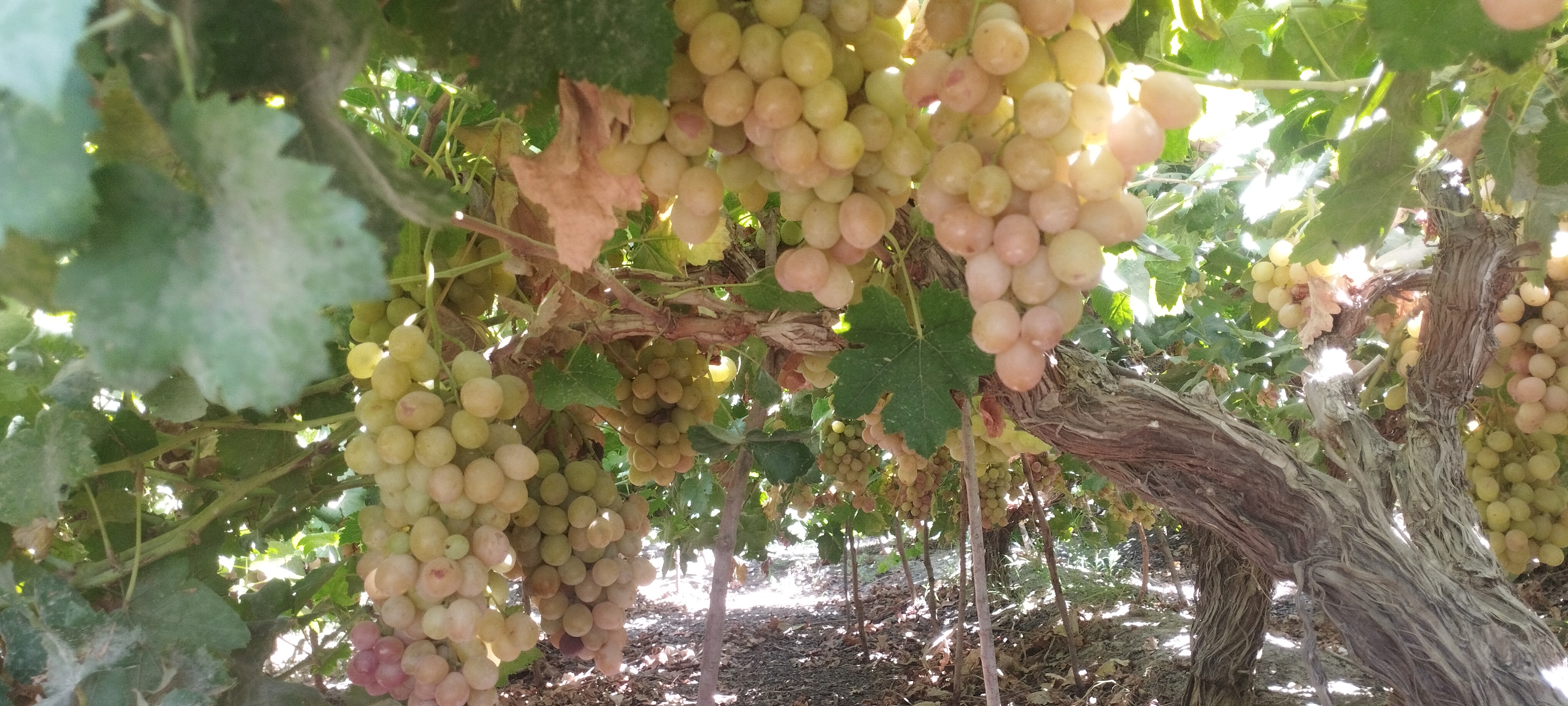 1000220242 1000220242