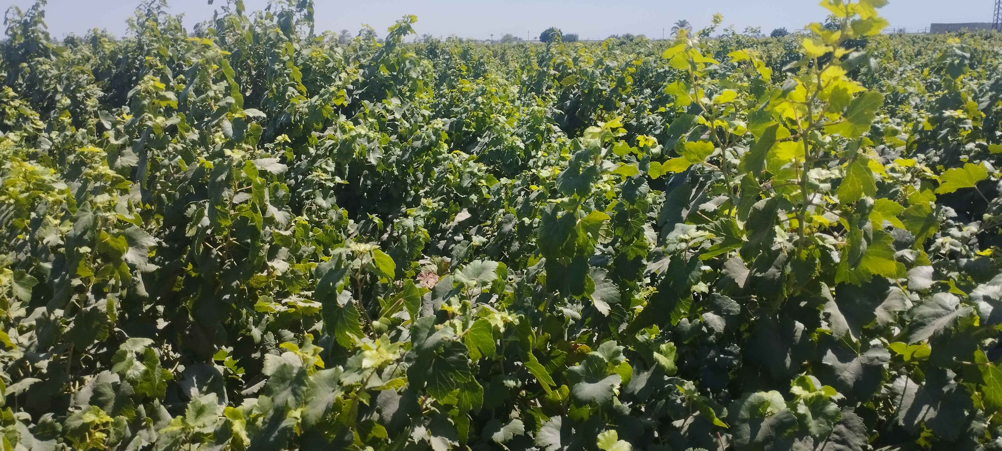 1000220417 1000220417