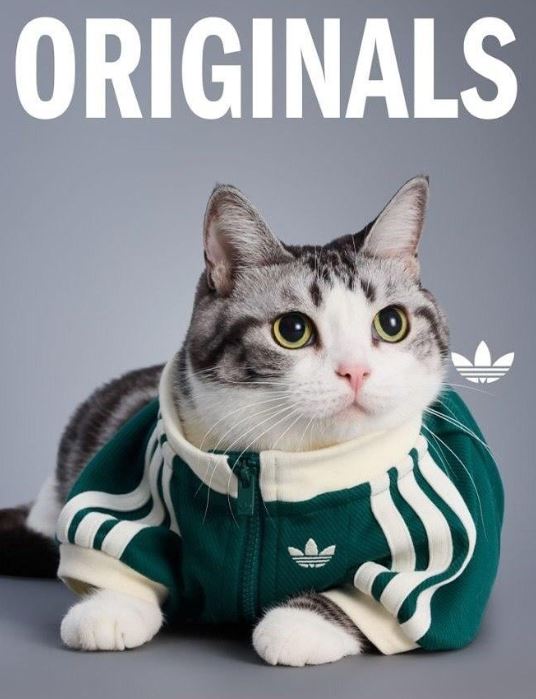 ترينج لقطة من اديداس